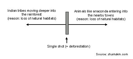 Amazon rainforest scenario - the emerging two poles