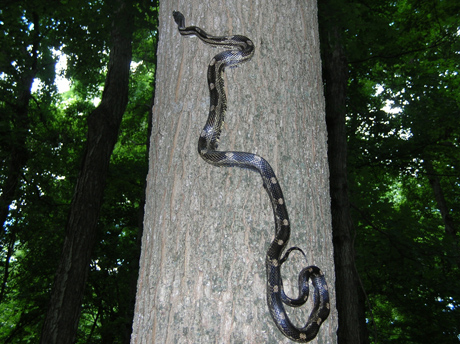 Illinois rattle snake