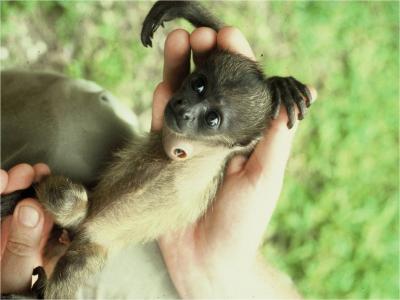 Baby Howler Monkey