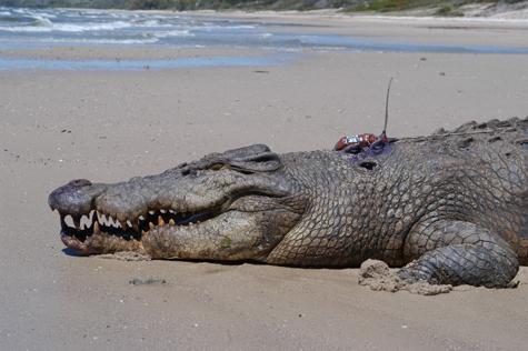 estuarine crocodile