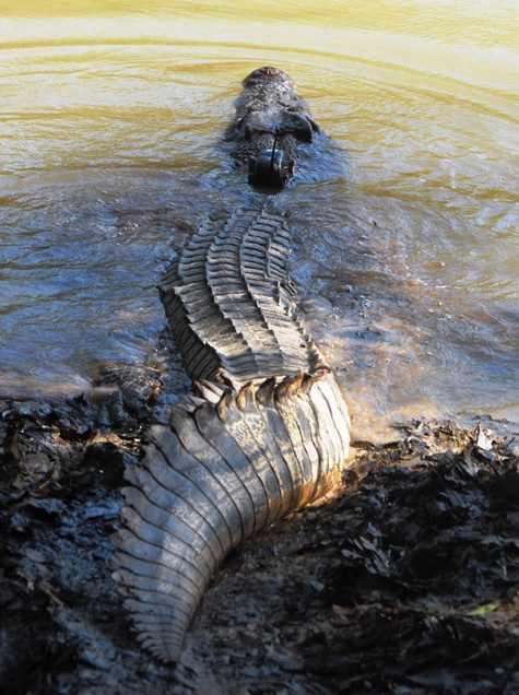 estuarine crocodile - 2