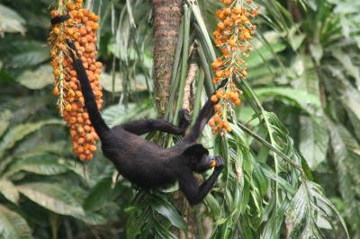 Howler Monkey