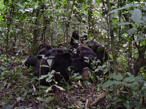 Chimpanzees attack for land