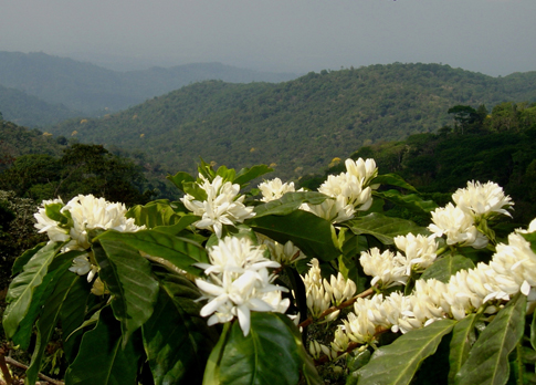 Coffee, Chiapas