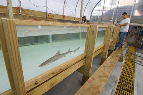 Dogfish Shark (Mustelus canis)