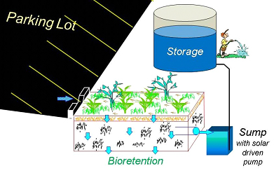 Bioretention