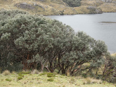 woodland, lake titicaca