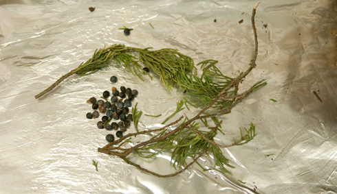 Red Cedar tree needles