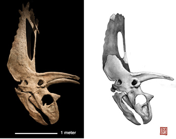 Titanoceratops skull