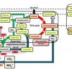 urea_cycle_in_marine_diatoms