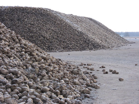 Sugar beet mountain