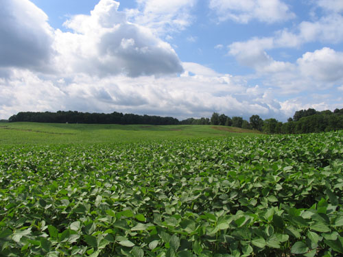 GLBRC extensive site Marshall Farm 21aug09; photo credit J.E. Doll/KBS-MSU