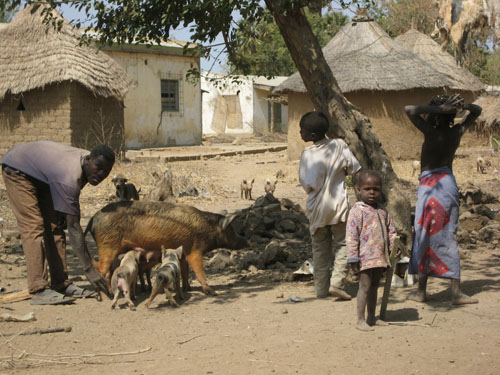 A village in northern Cameroon where 89 percent of the pigs studied had been exposed to the H1N1 virus.