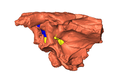 3-D Shieldcroc Skull. MU researchers produced a 3-D rendering of Shieldcroc’s skull, enabling them to better analyze the skull and estimate the specimen’s body size. The blue area represents the brain, and the yellow area indicates major nerves.