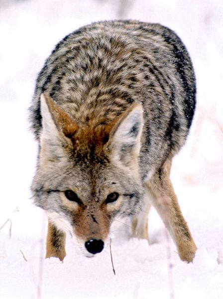 Coyote on-the-hunt: for smaller prey than its kin of past ages once stalked.