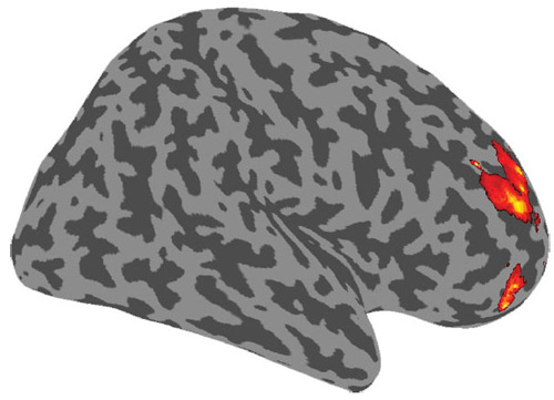 Center for uncertainty. “Explorers,” whose decision-making style embraces the possibilities of uncertainty, use specific parts (red) of the right rostrolateral prefrontal cortex to make calculations based on relative uncertainty.