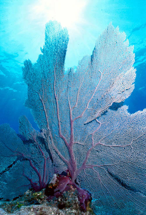 The common sea fan is but one of the species being affected by acidifying oceans.