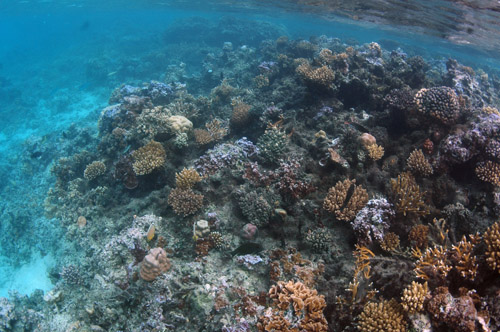Beautiful coral reefs that ring the island of M'oorea are affected by acidifying ocean waters.