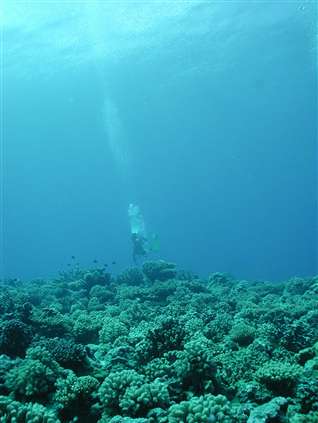 Marine scientists study how corals and other species respond to more acid seas.