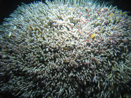 Hydrothermal seep-dwellers: large tubeworm "bush" with more than 14,000 tubeworms.