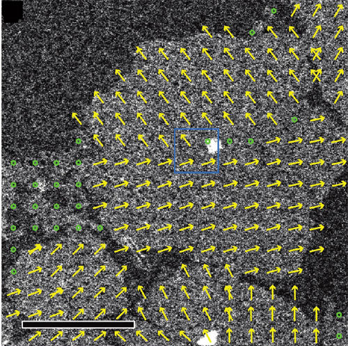 Scanning transmission electron microscopy image of an organic thin film deposited on a silicon nitride membrane. Yellow arrows indicate the lattice orientation of each crystalline domain. Green circles mark polycrystalline areas.