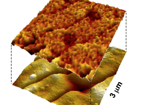 The bottom 3-D atomic force microscopy image shows how the viruses align themselves side-by-side in a film. The top image maps the film's structure-dependent piezoelectric properties, with higher voltages a lighter color.