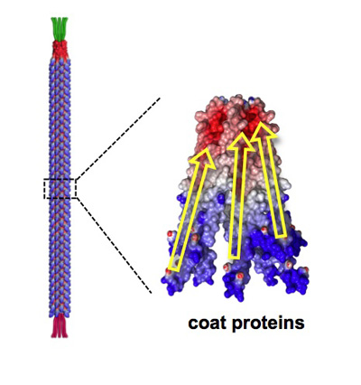 The M13 bacteriophage has a length of 880 nanometers and a diameter of 6.6 nanometers. It’s coated with approximately 2700 charged proteins that enable scientists to use the virus as a piezoelectric nanofiber.