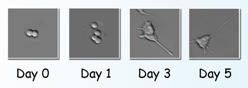 PC12 cells treated with nerve growth factor underwent a series of changes due to phosphorylation. Beginning at Day 3 they sent out neurites, resembling the growth of nerve cells. Spectromicroscopy at beamline 1.4.3 of the Advanced Light Source tracked specific local chemical changes in the living cells.
