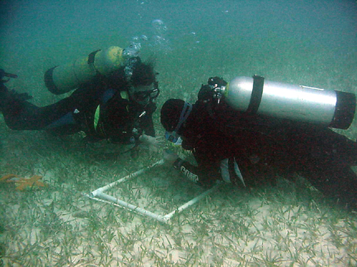 Scientists take samples of seagrass beds at NSF's Florida Coastal Everglades LTER site.
