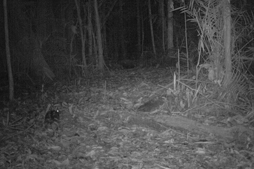 A research group that included UD's Kyle McCarthy snapped images of a rarity -- the Sumatran striped rabbit.
