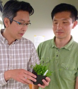 Takato Imaizumi and Young Hun Song in the Takato plant lab at the University of Washington.