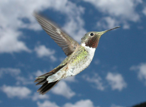 Male broad-tailed hummingbird, with the yellow pollen on its bill likely from a glacier lily.