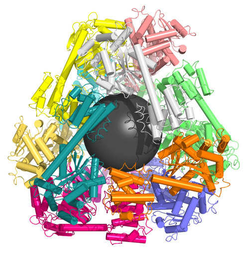 A molecular cage. A molecular cage created by designing specialized protein puzzle pieces. Every color represents a separate protein, where cylindrical segments indicate rigid parts and ribbon-like segments indicate flexible parts of each protein chain. The grey sphere in the protein cage was placed there to indicate the empty space in the middle of the container and is not part of the molecular structure.