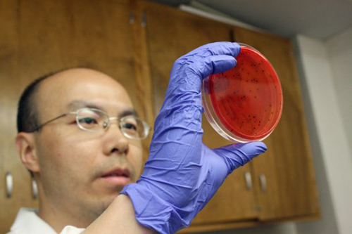 Libin Zhu, Sadhana Ravishankar's lab manager, tested the survivability of Salmonella on copper alloys with varying copper concentrations. The bacteria cells sometimes died out on copper surfaces within hours, while they survived for up to two weeks on stainless steel.