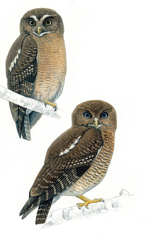 Two new species of owls have been discovered in the Philippines, and an MSU researcher played a key role in confirming their existence. (Top left: Cebu Hawk owl. Bottom right: Camiguin Hawk owl.)