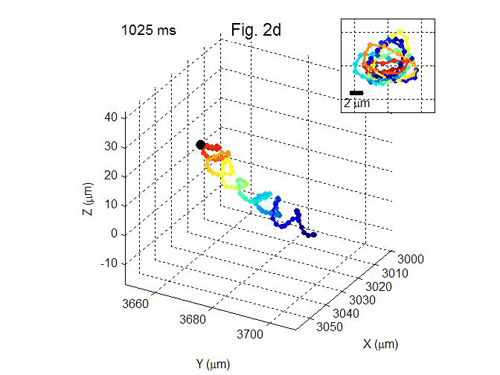3-D motion of sperm. Helical motion of sperm. Image demonstrating three-dimensional motion of human sperm cells.