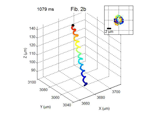 3-D motion of sperm. Image demonstrating three-dimensional motion of human sperm cells.