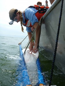 Graduate student Danielle Haulsee prepares to tag a sand tiger shark.