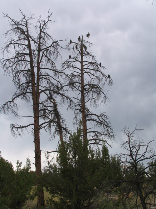 Dead Ponderosas in Jemez, N.M. Drought and climate change are causing extensive forest dieback in the U.S. West as well as worldwide.