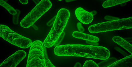Clostridium acetobutylicum can ferment the sugars found in biomass into the solvent acetone and the alcohols butanol and ethanol, collectively known as “ABE” products. Palladium can then catalyze these simple carbons into precursors for gasoline, diesel and jet fuel.