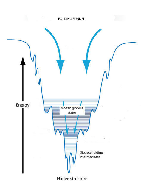 The folding funnel concept explains protein folding on the basis of conformational changes to reach a state of minimal free energy. An unfolded protein starts out in a state of high free and reaches its native state at minimal energy. Kinetic traps along the way can create transient molten globules and folding intermediates.