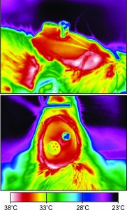 Color-coded temperature readings (digital thermography) from brain cooling devices.