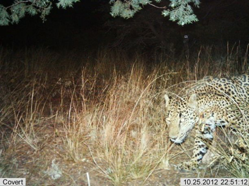 Automatic wildlife cameras snapped this photo of a male jaguar on a nightly walk in the Santa Rita Mountains on Oct 25.