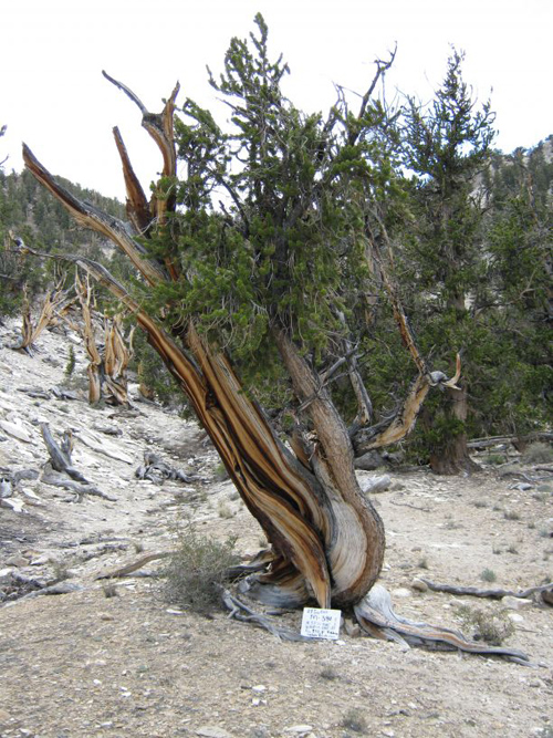 A Bristlecone pine on Wheeler Peak. (Image by: Rex Adams/LTRR)