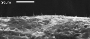 This image shows carbon nanofibers embedded in the elastic membrane. Image credit: North Carolina State University