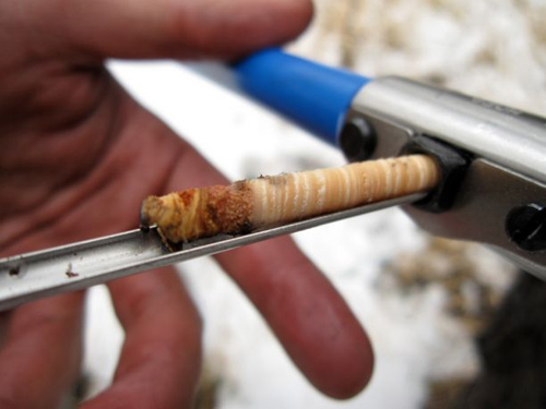 A dendrochronologist extracts a thin core from a tree using a tool called a Swedish increment borer. The method leaves only a tiny hole in the tree's trunk. The tree's annual growth rings are visible as thin bands on the core. (Image by: Daniel Griffin/LTRR)