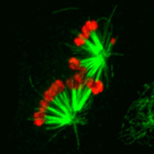 Expression of the chromokinesin NOD (red) stabilizes aberrant interactions between kinetochores and spindle microtubules (green). Tension stabilizes bioriented attachments where each sister chromatid is attached to microtubules from opposite spindle poles while tensionless attachments are typically unstable and corrected. Elevating the polar ejection force that pushes chromosome arms away from spindle poles overwhelms error correction, resulting in a dose-dependent stabilization of syntelic attachments where sister chromatids are attached to the same spindle pole. Image by Tom Maresca 