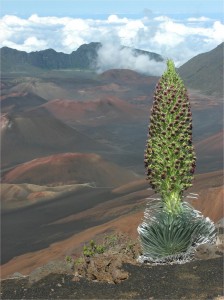 Haleakala Silversword. Haleakala silversword, Argyroxyphium sandwicense subsp. macrocephalum, in bloom, with Haleakala Volcano crater in background. Location: West rim of Haleakalā crater, Maui, HI, USA.