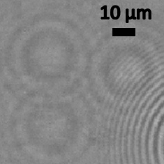 Nano-lens image of H1N1 flu virus. Lens-free pixel super-resolved holographic detection of individual influenza A (H1N1) viruses. Scale bar shows 10 micrometers. Image credit: University of California
