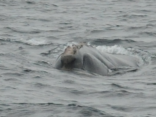 Right whale experts from the New England Aquarium, which maintains a catalog of all known North Atlantic right whales, joined the WHOI team onboard RV Endeavor. During the expedition, they identified four individual right whales, including #3611, seen here, an unnamed male. To identify the animals, the experts examine unique features on the whales, such as scars, patterns of color, and the patches of thickened skin on their heads, called callosities. Taken under NMFS permit #14233. (Photo by Marianna Hagbloom, New England Aquarium)